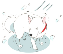 冬季の屋外飼育犬の低体温症について